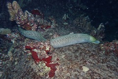 Gymnothorax undulatus
