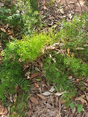 Asparagus aethiopicus
