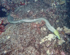 Gymnothorax undulatus