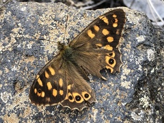 Pararge xiphioides
