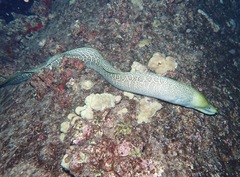 Gymnothorax undulatus