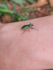 Naupactus