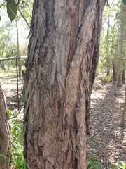 Lophostemon suaveolens