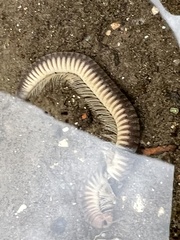 Pachyiulus flavipes