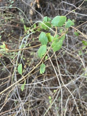 Lonicera subspicata