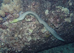 Gymnothorax undulatus