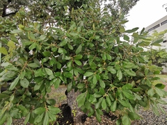 Quercus oleoides