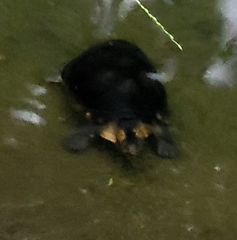 Kinosternon leucostomum