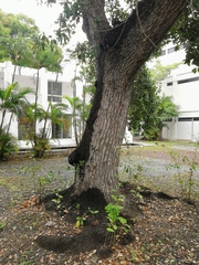 Quercus oleoides