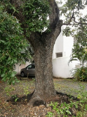 Quercus oleoides