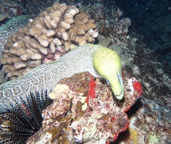 Gymnothorax undulatus