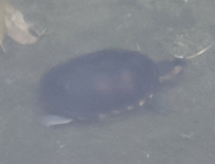 Kinosternon leucostomum