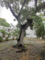 Quercus oleoides