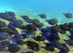 Acanthurus coeruleus