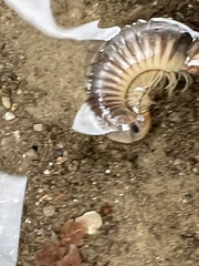Pachyiulus flavipes