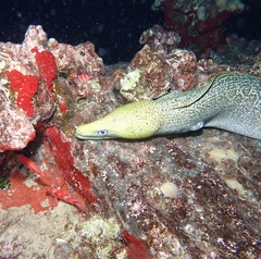 Gymnothorax undulatus