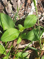 Richardia brasiliensis