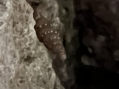 Papillifera papillaris