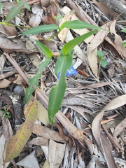 Commelina cyanea