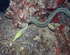 Gymnothorax undulatus