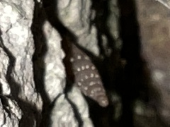 Papillifera papillaris