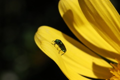Bilyaxia