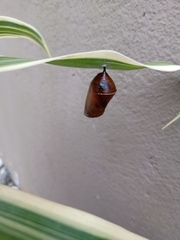 Danaus