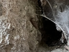 Papillifera papillaris