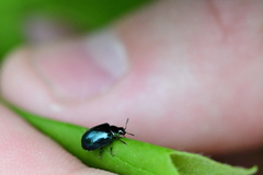 Coleoptera