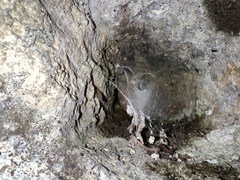 Papillifera papillaris