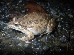Discoglossus galganoi