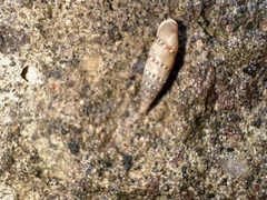 Papillifera papillaris