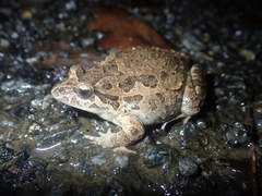 Discoglossus galganoi