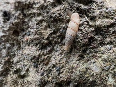 Papillifera papillaris