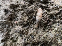 Papillifera papillaris