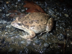 Discoglossus galganoi