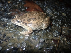 Discoglossus galganoi