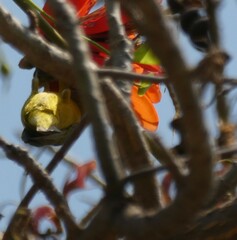 Zosterops anderssoni