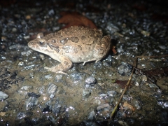 Discoglossus galganoi