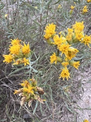 Euthamia gymnospermoides