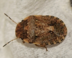 Sciocoris pallens