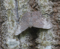 Hamadryas glauconome