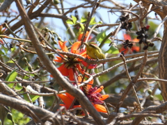 Zosterops anderssoni