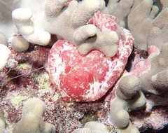 Hexabranchus sanguineus