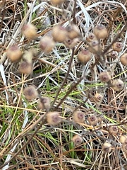 Ludwigia alternifolia