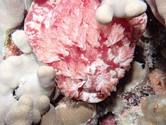 Hexabranchus sanguineus