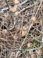 Ludwigia alternifolia