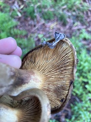 Paxillus cuprinus