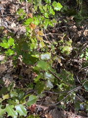 Berberis pinnata