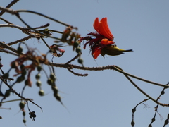 Zosterops anderssoni